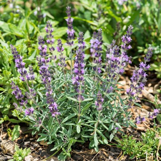 Тимьян (чабрец) бергамот саженец ЗКС стакан Р9